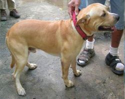 Photo of the dog