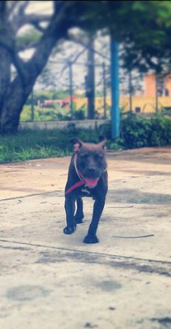 Photo of the dog