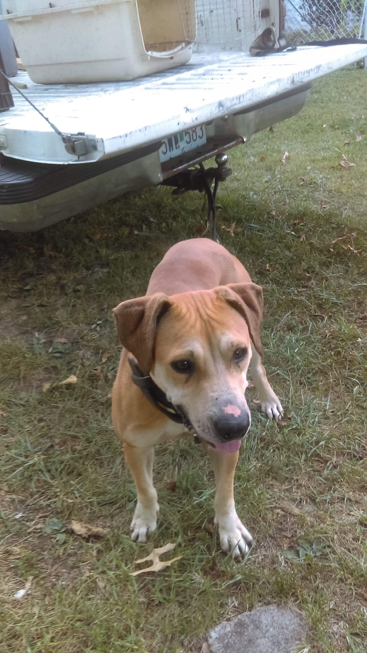 Photo of the dog