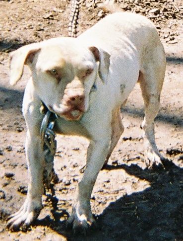 Photo of the dog