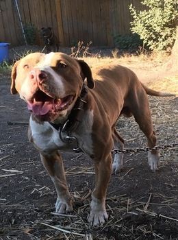 Photo of the dog