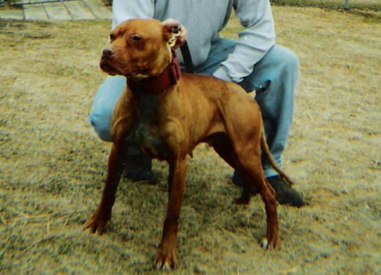 Photo of the dog