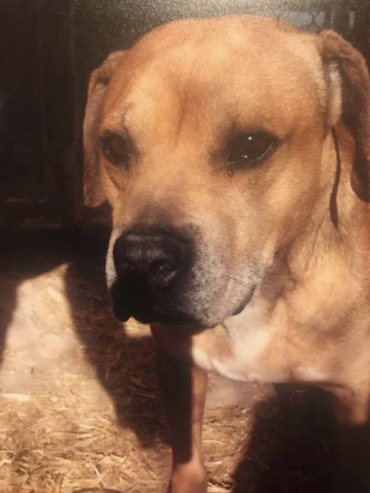 Photo of the dog