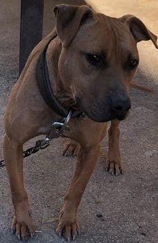 Photo of the dog