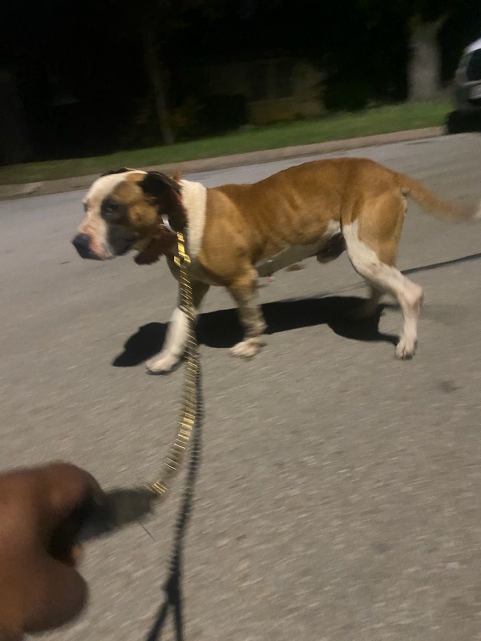 Photo of the dog
