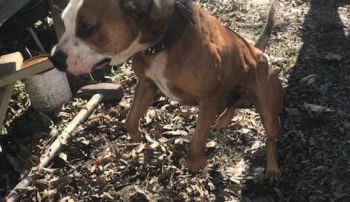 Photo of the dog