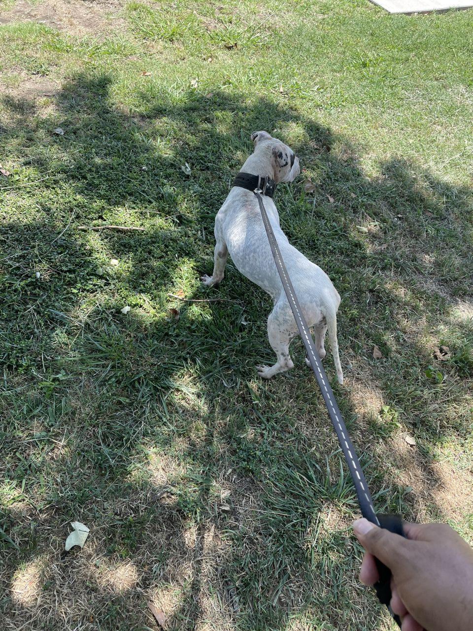 Photo of the dog