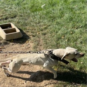 Photo of the dog