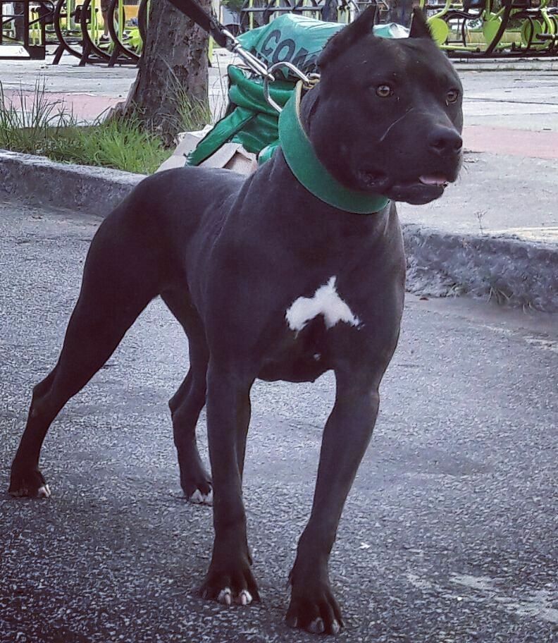 Photo of the dog