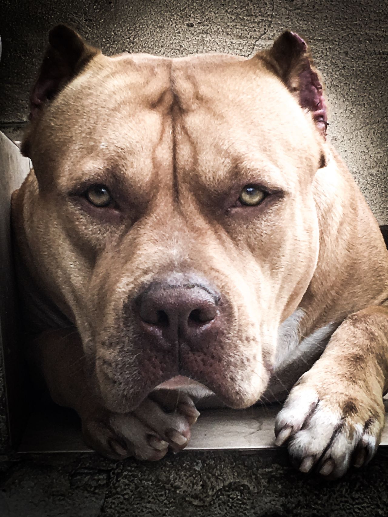 Photo of the dog