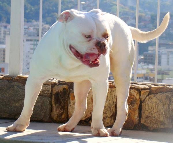 Photo of the dog
