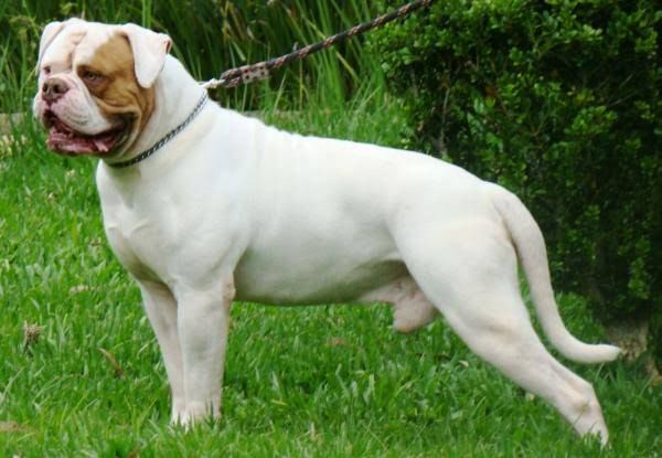 Photo of the dog