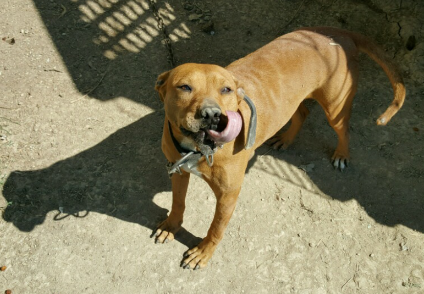 Photo of the dog
