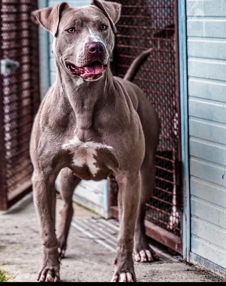 Photo of the dog