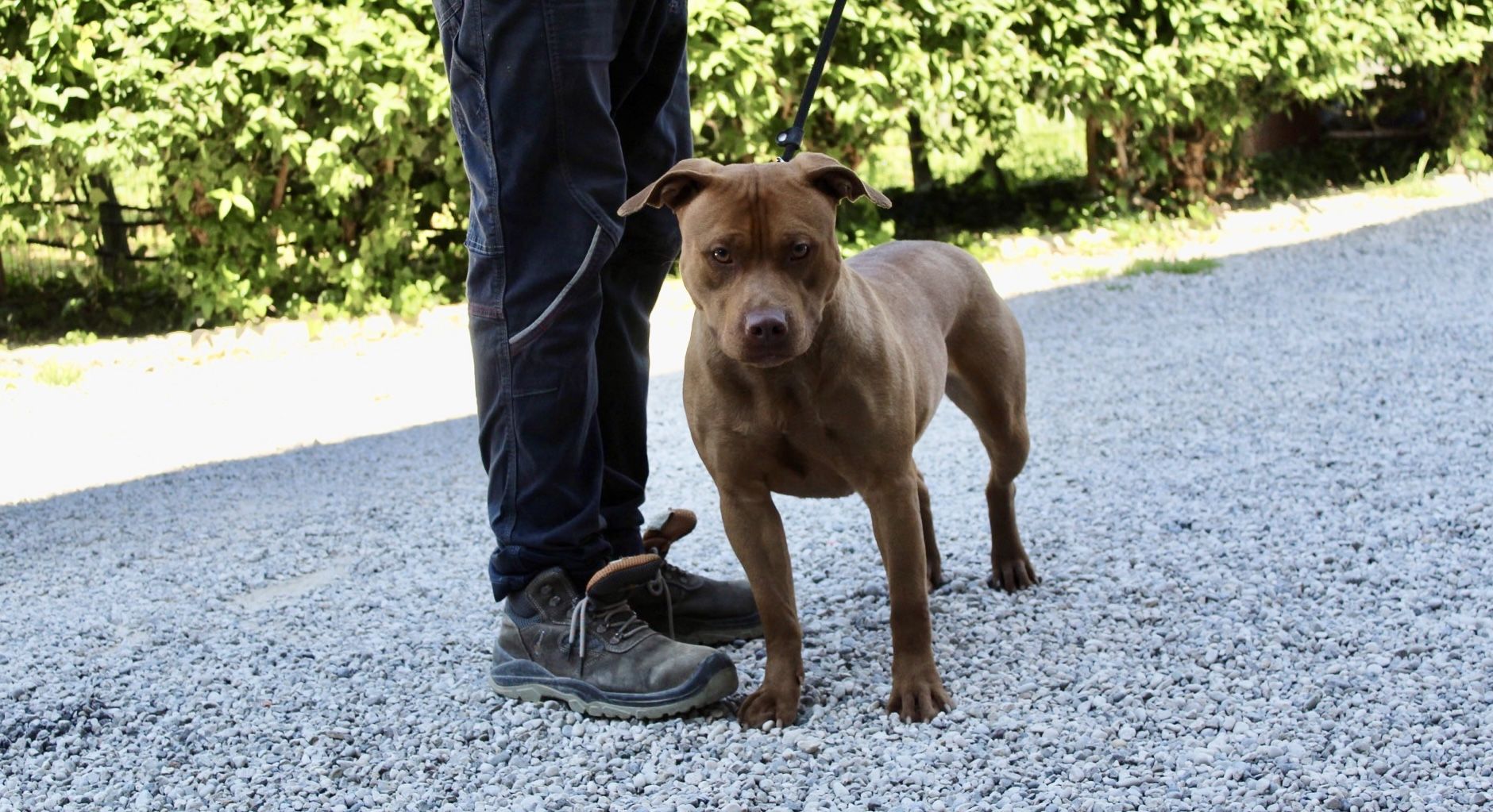 Photo of the dog