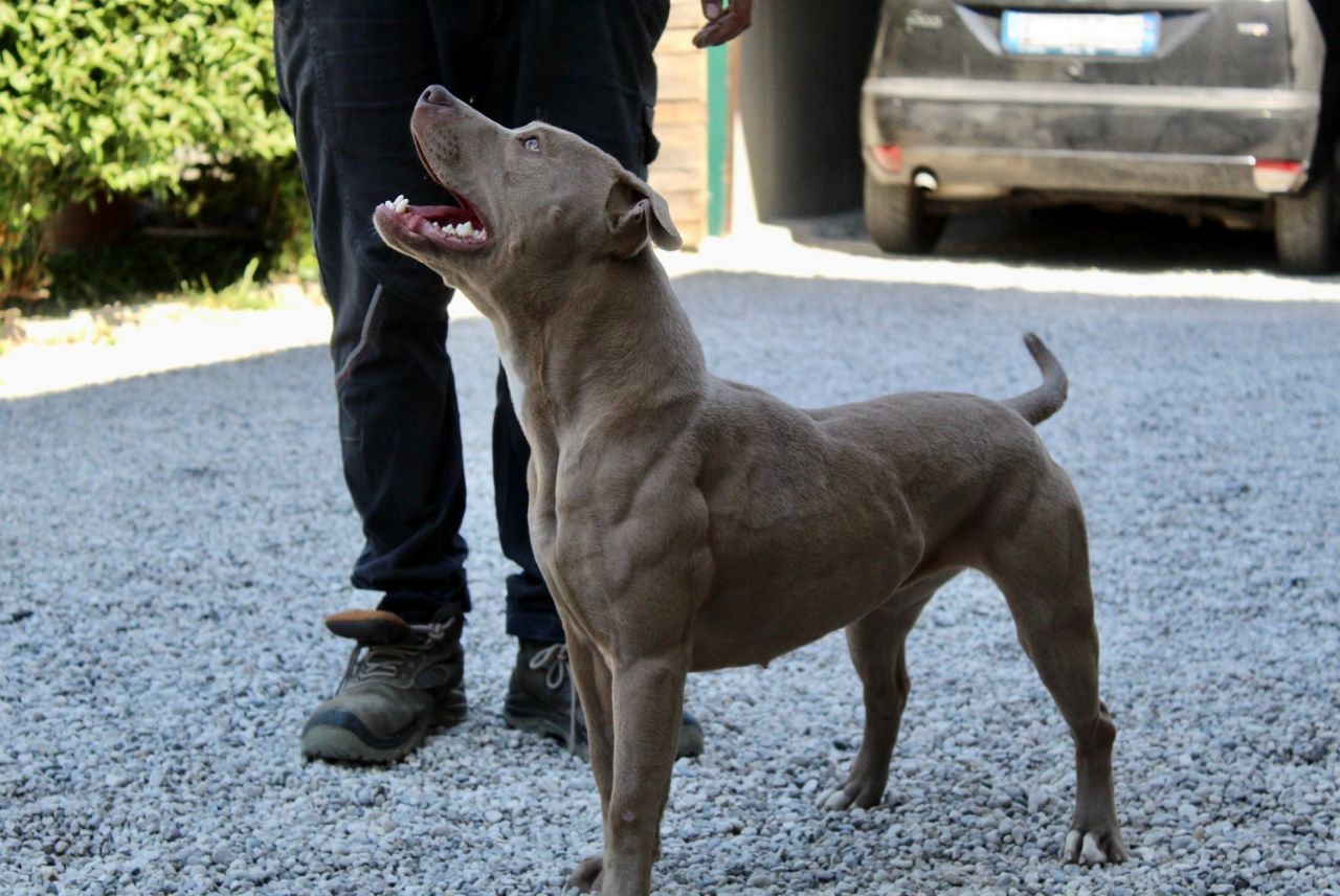 Photo of the dog