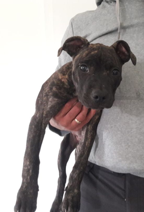 Photo of the dog