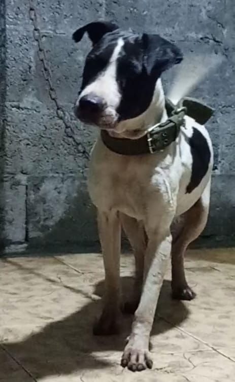 Photo of the dog