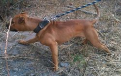 Photo of the dog