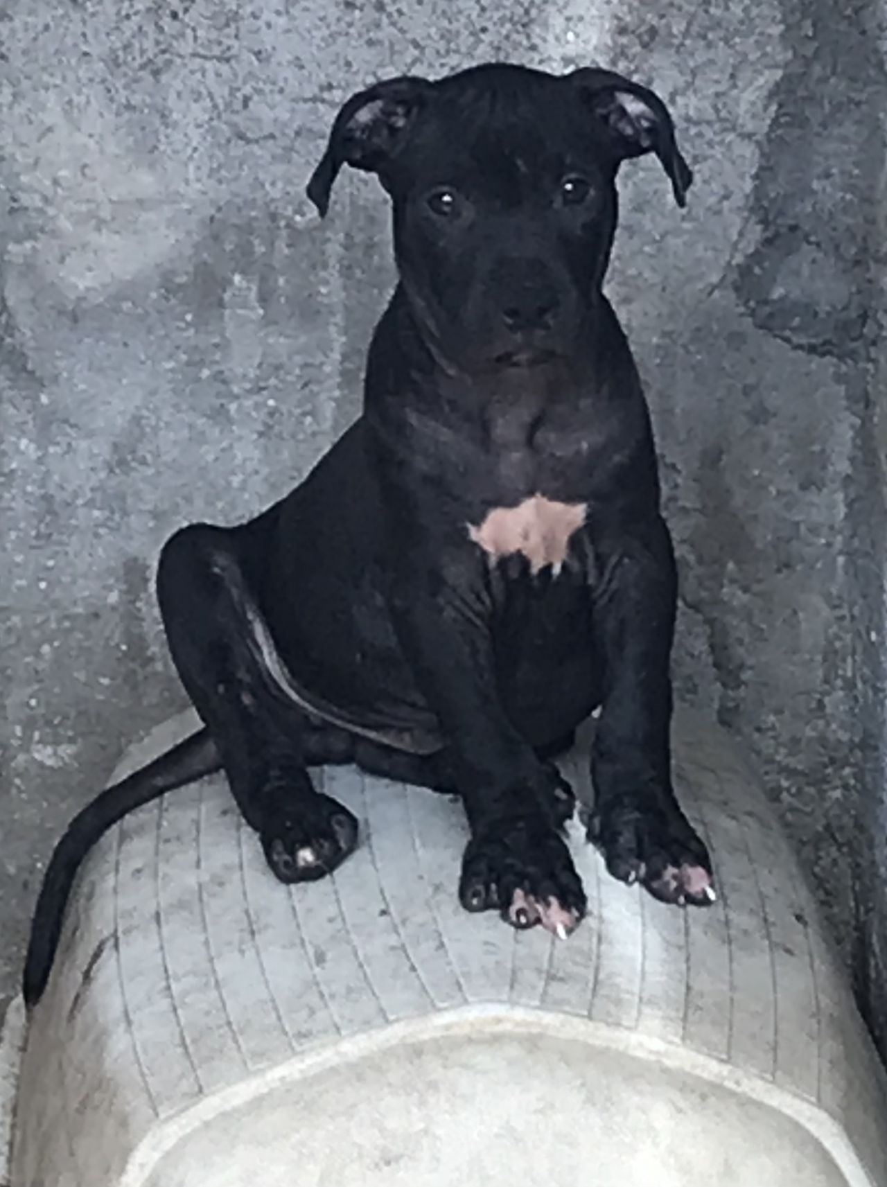Photo of the dog