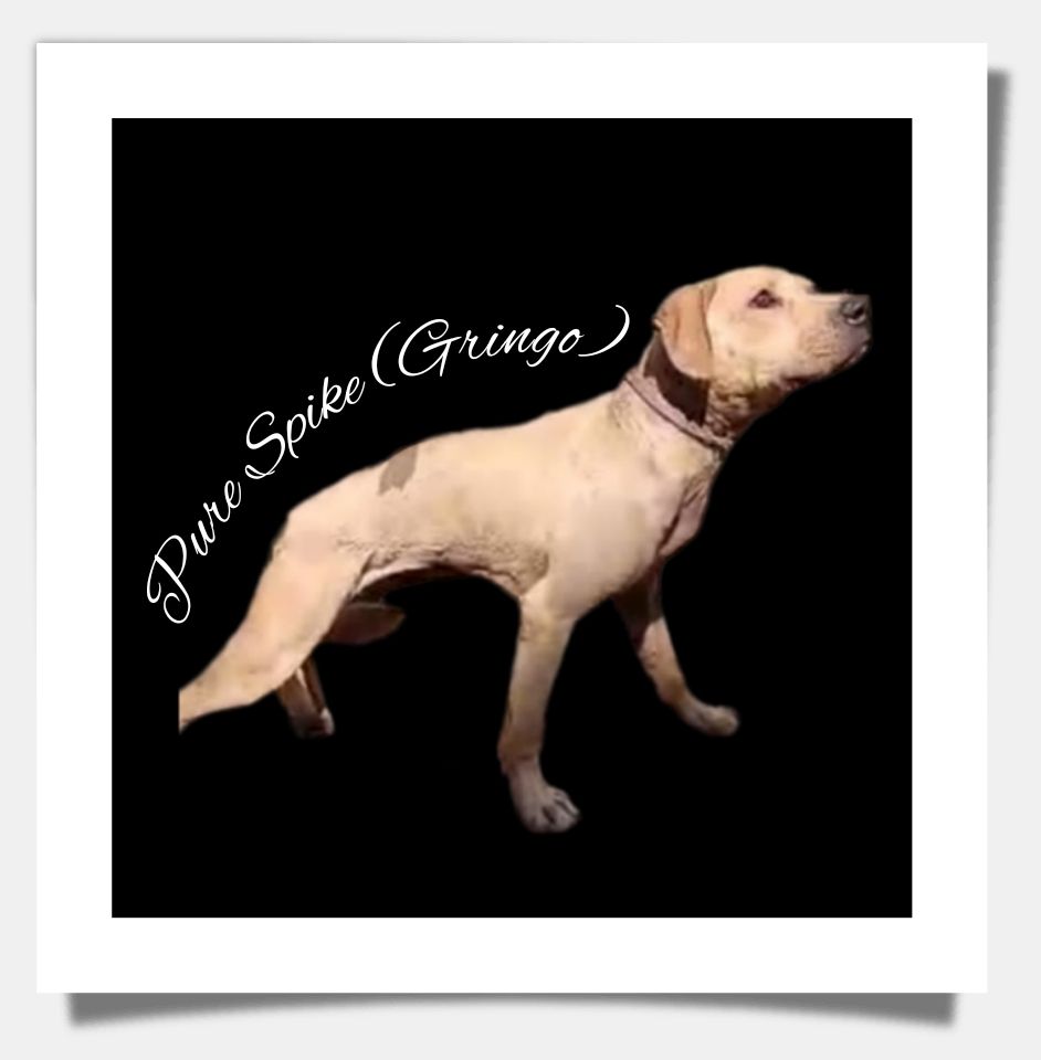 Photo of the dog