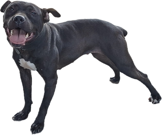 Photo of the dog