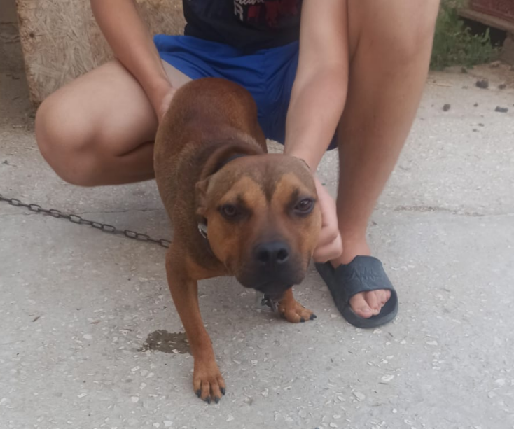 Photo of the dog