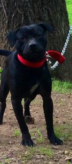 Photo of the dog