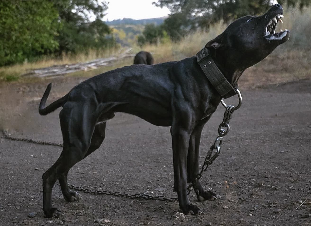Photo of the dog