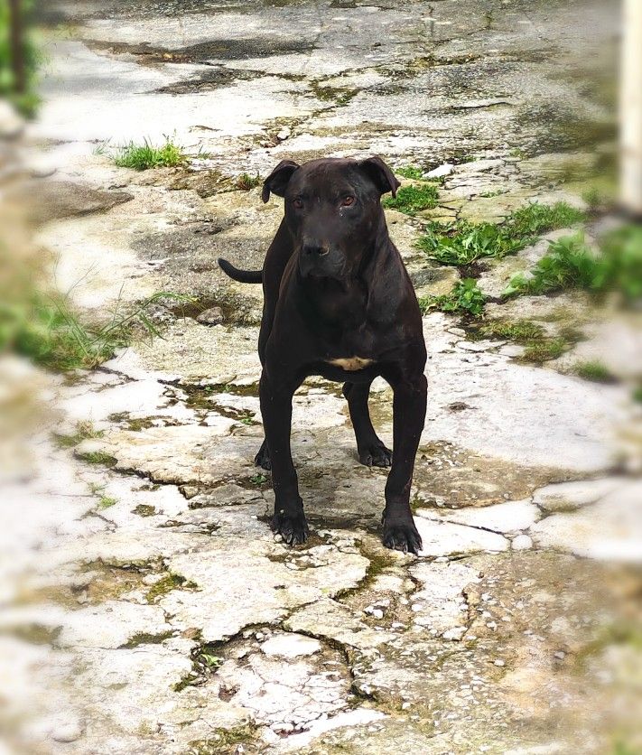 Photo of the dog