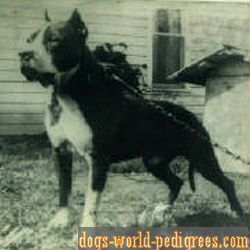 Photo of the dog
