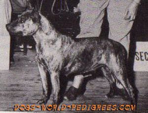 Photo of the dog