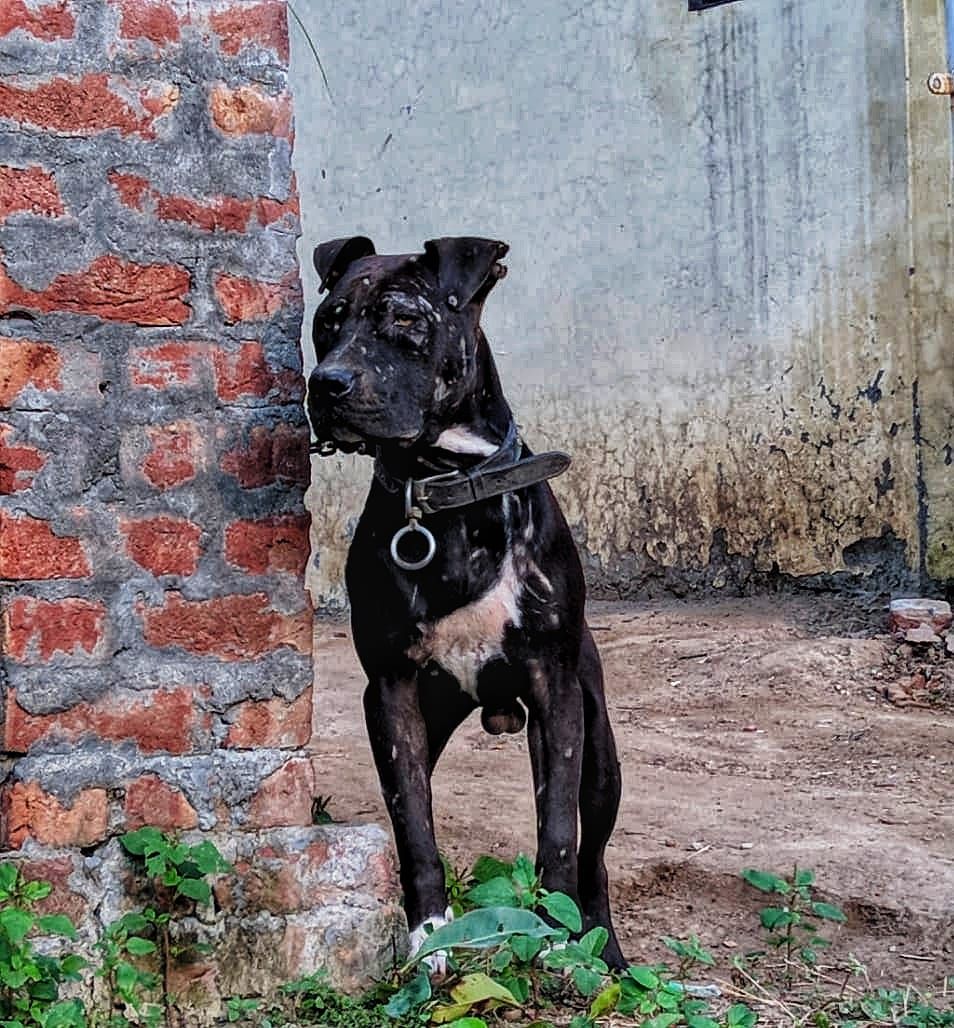 Photo of the dog