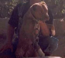 Photo of the dog