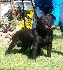 Photo of the dog