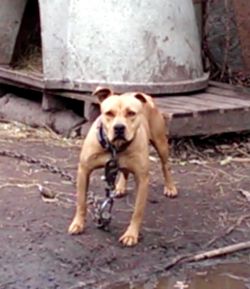 Photo of the dog