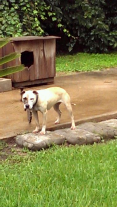 Photo of the dog