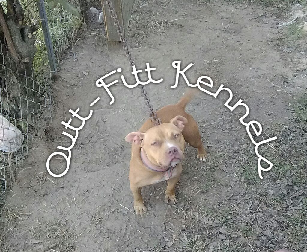 Photo of the dog