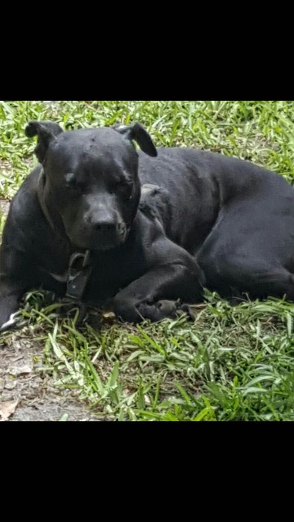 Photo of the dog