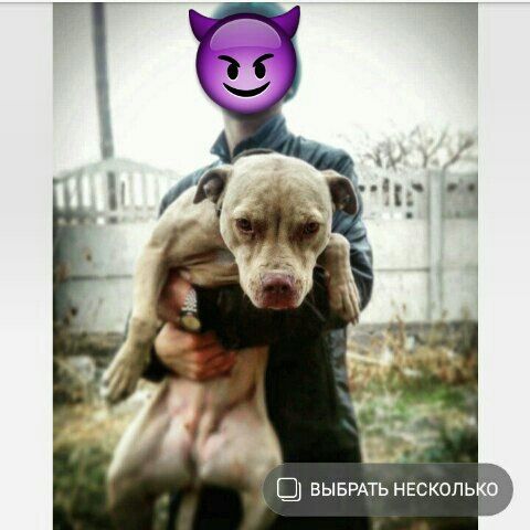 Photo of the dog