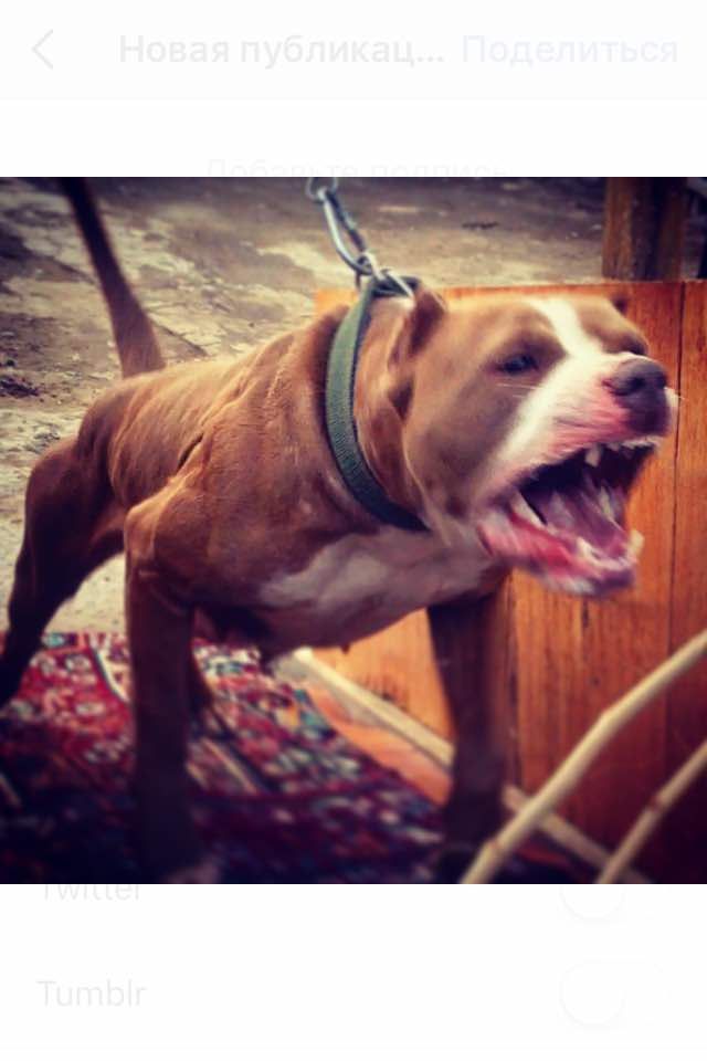 Photo of the dog