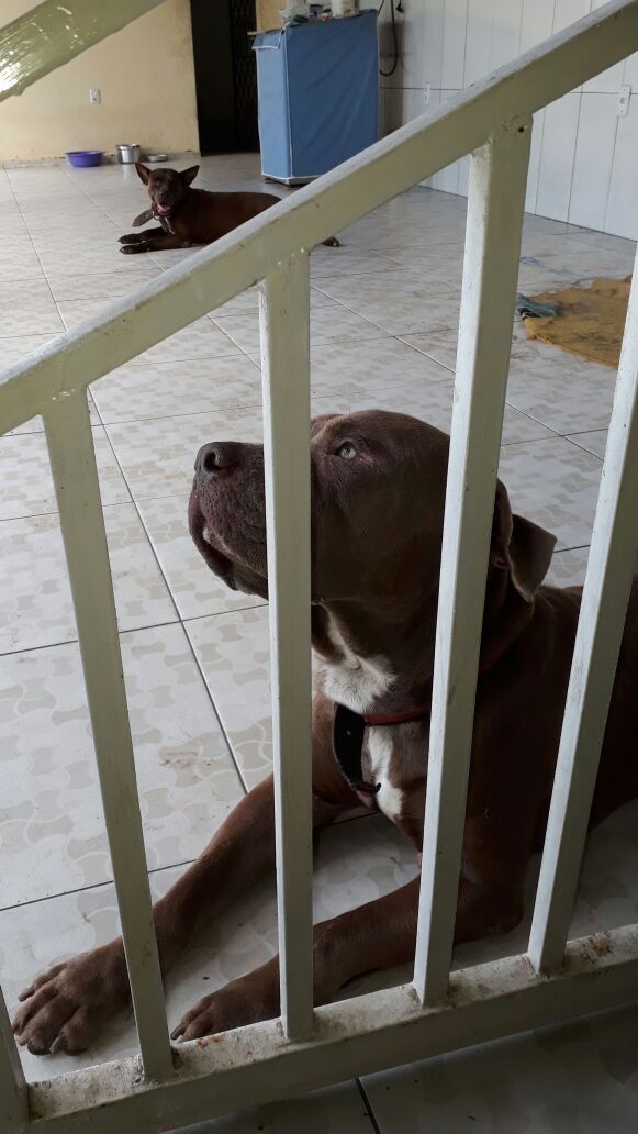 Photo of the dog