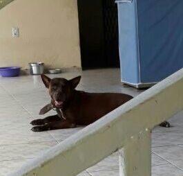Photo of the dog