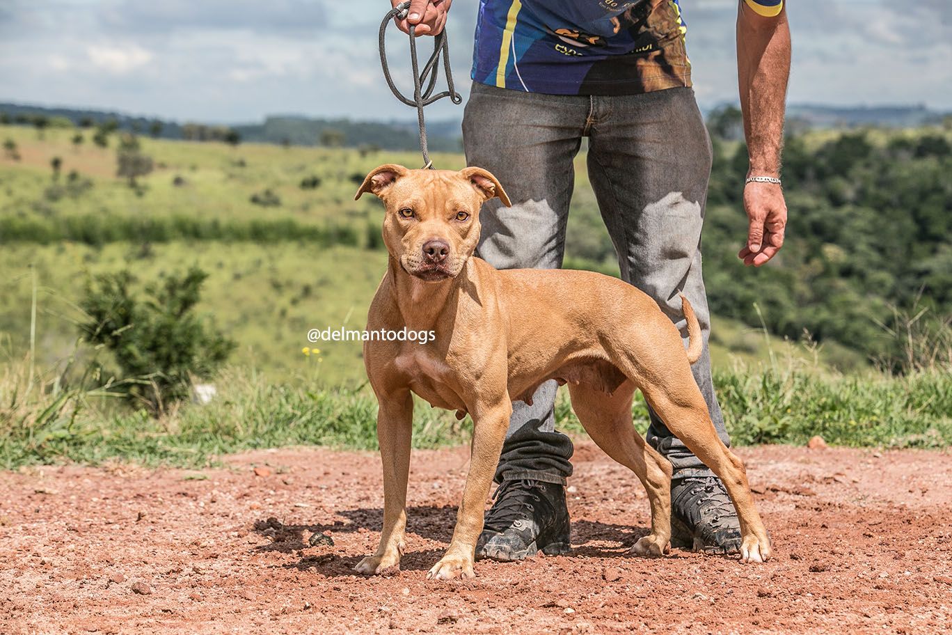 Photo of the dog