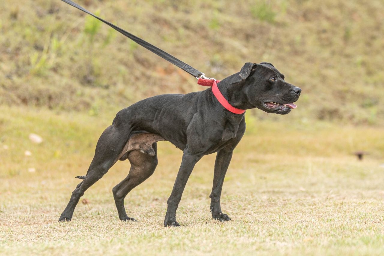 Photo of the dog