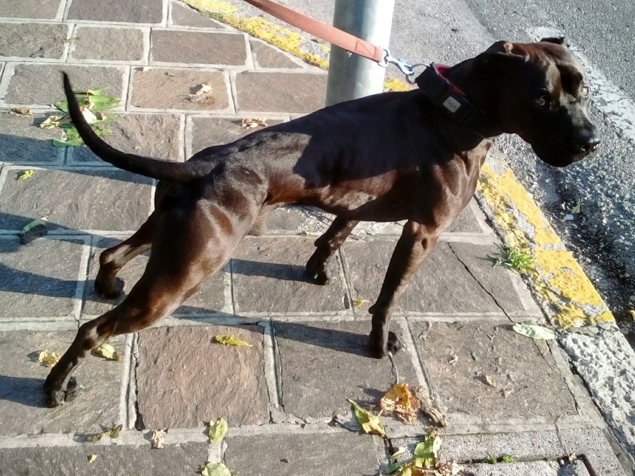 Photo of the dog