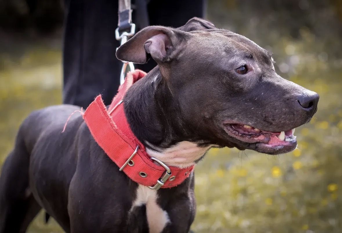 Photo of the dog