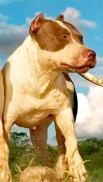 Photo of the dog
