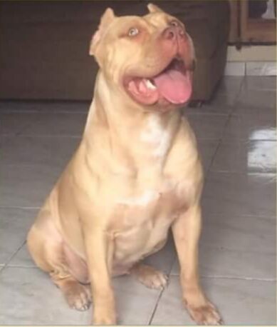 Photo of the dog