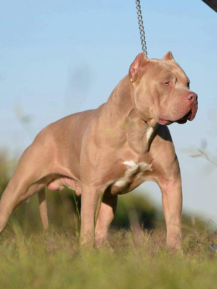 Photo of the dog